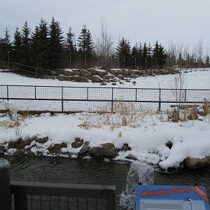 Whooping Crane and Woods Bison Dec 26