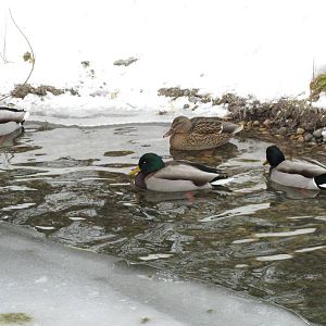Wild Mallards Dec 26