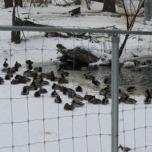 Wild Mallards And Wild Turkeys  Dec 26