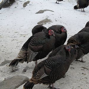 Wild Turkeys Dec 26