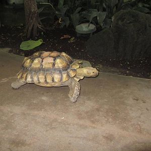 Tortoise out for a walk in the TransAlta Rainforest Dec 26