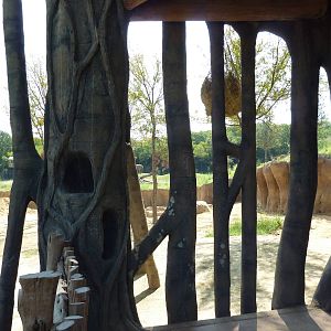 Giants Of The Savanna