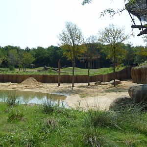 Giants Of The Savanna