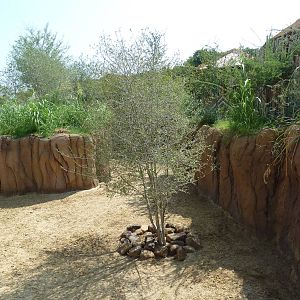 Giants Of The Savanna