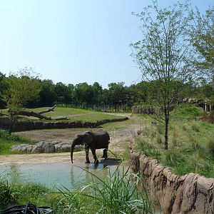 Giants Of The Savanna