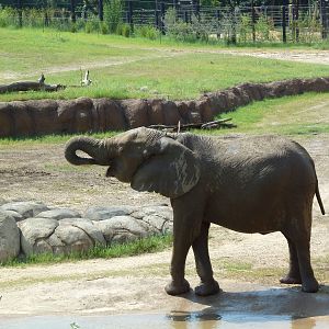 Giants Of The Savanna