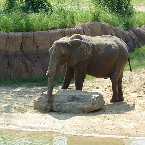 Giants Of The Savanna