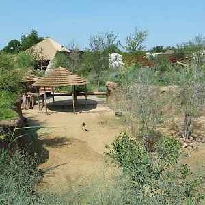 Giants Of The Savanna