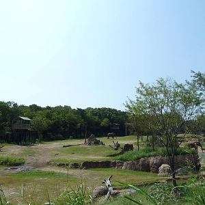 Giants Of The Savanna