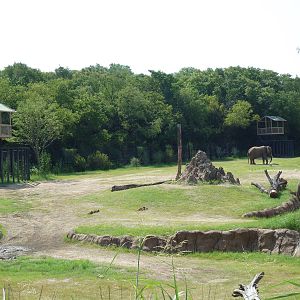 Giants Of The Savanna