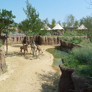 Giants Of The Savanna