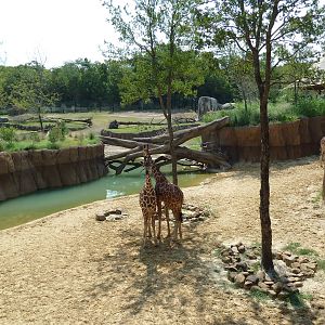 Giants Of The Savanna