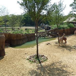 Giants Of The Savanna