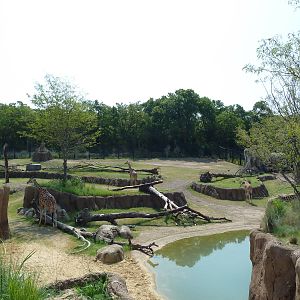 Giants Of The Savanna