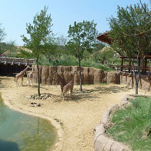 Giants Of The Savanna