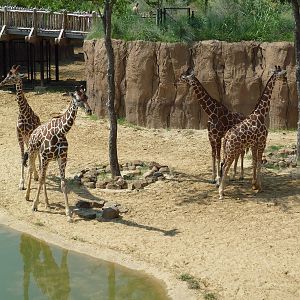 Giants Of The Savanna