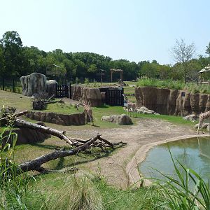 Giants Of The Savanna