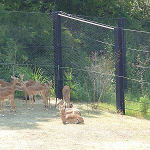 Giants Of The Savanna