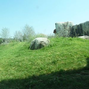 Giants Of The Savanna - Cheetah Exhibit