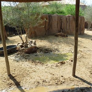 Giants Of The Savanna