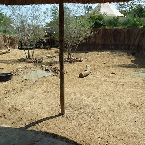 Giants Of The Savanna