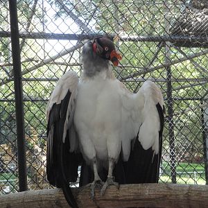 King Vulture