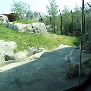 Giants Of The Savanna - Lion Exhibit