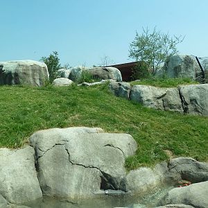 Giants Of The Savanna - Lion Exhibit
