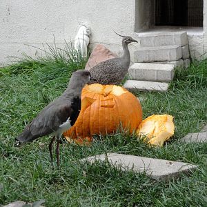 Southern Lapwing and Elegant-crested Tinamou