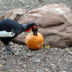 Southern Ground Hornbill