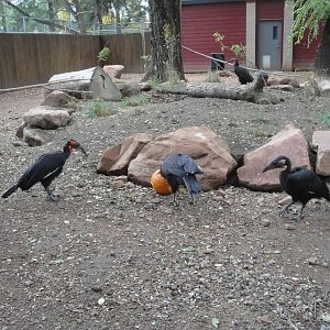 Southern Ground Hornbills
