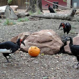 Southern Ground Hornbills
