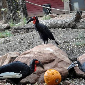 Southern Ground Hornbills