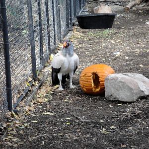 King Vulture