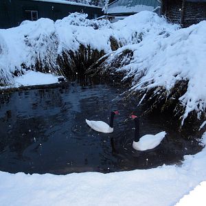 Black-necked Swans