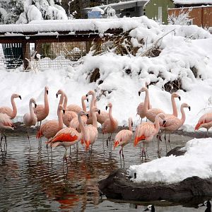 Chilean Flamingos