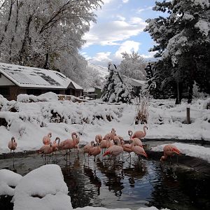 Chilean Flamingos