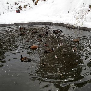 Ducks of Flamingo Pond