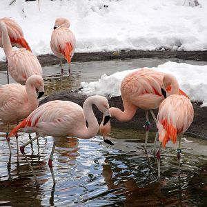 Chilean Flamingos