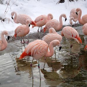 Chilean Flamingos