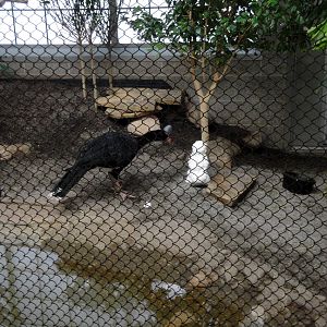 Northern Helmeted Curassow