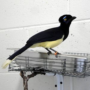 Plush-crested Jay
