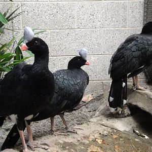 Northern Helmeted Curassow