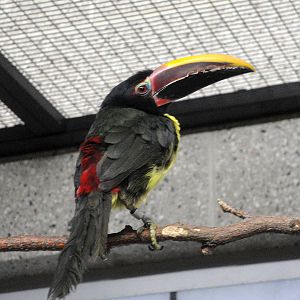 Green Aracari