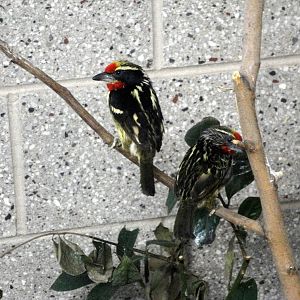 Black-spotted Barbets