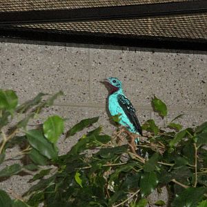 Spangled Cotinga