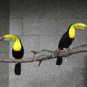 Keel-billed Toucans