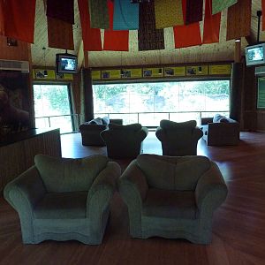 Gorilla Exhibit - Viewing Area