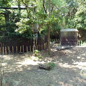 Aldabra Tortoise Exhibit