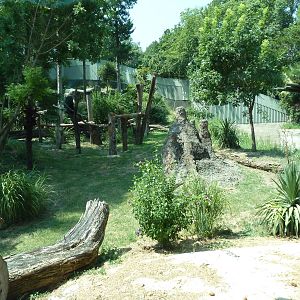 Chimpanzee Exhibit